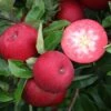 Rosette® Malus Domestica -Pflanzenhof Verkaufsladen Rosette