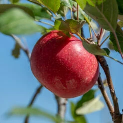 Rosette® Malus Domestica -Pflanzenhof Verkaufsladen Rosette 2