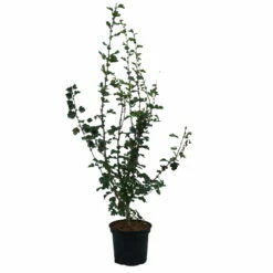 Rotdorn `Pauls Scarlet´ Crataegus Laevigata `Pauls Scarlet´ -Pflanzenhof Verkaufsladen Rotdorn Pauls Scarlet