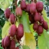 Bayernkiwi `Ken´s Red´ (rote Frucht) Actinidia Arguta `Ken´s Red´ -Pflanzenhof Verkaufsladen Rote Bayernkiwi Actinidia arguta5c178cf748456