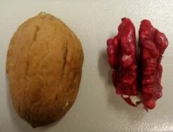 Pflanzenhof Verkaufsladen -Pflanzenhof Verkaufsladen Rote Walnuss1