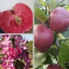 Rotfleischiger Apfel Malus Domestica -Pflanzenhof Verkaufsladen Rotflischiger Apfel collage
