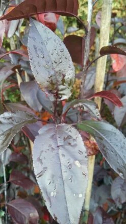 Zierapfel Royalty Malus `Royalty´ 8 Zierapfel Royalty Malus `Royalty´ -Pflanzenhof Verkaufsladen Royalty