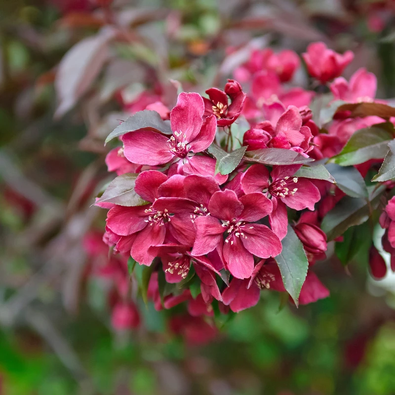 Zierapfel Royalty Malus `Royalty´ 3 Zierapfel Royalty Malus `Royalty´