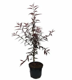 Blutpfirsich `Rubira´, Rotlaubig Prunus Persica `Rubira´