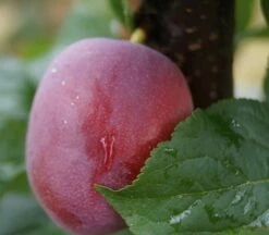 Rote Säulen-Mirabelle `Ruby´ Wurzelnackt Prunus Domestica Subsp. Syriaca `Ruby´