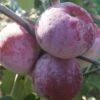 Russinka Malus Domestica `Russinka´ -Pflanzenhof Verkaufsladen Russinka1
