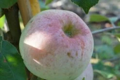 Russinka Malus Domestica `Russinka´ -Pflanzenhof Verkaufsladen Russinka2
