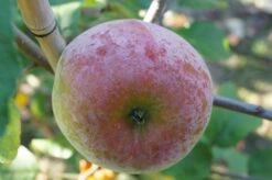 Russinka Malus Domestica `Russinka´ -Pflanzenhof Verkaufsladen Russinka3