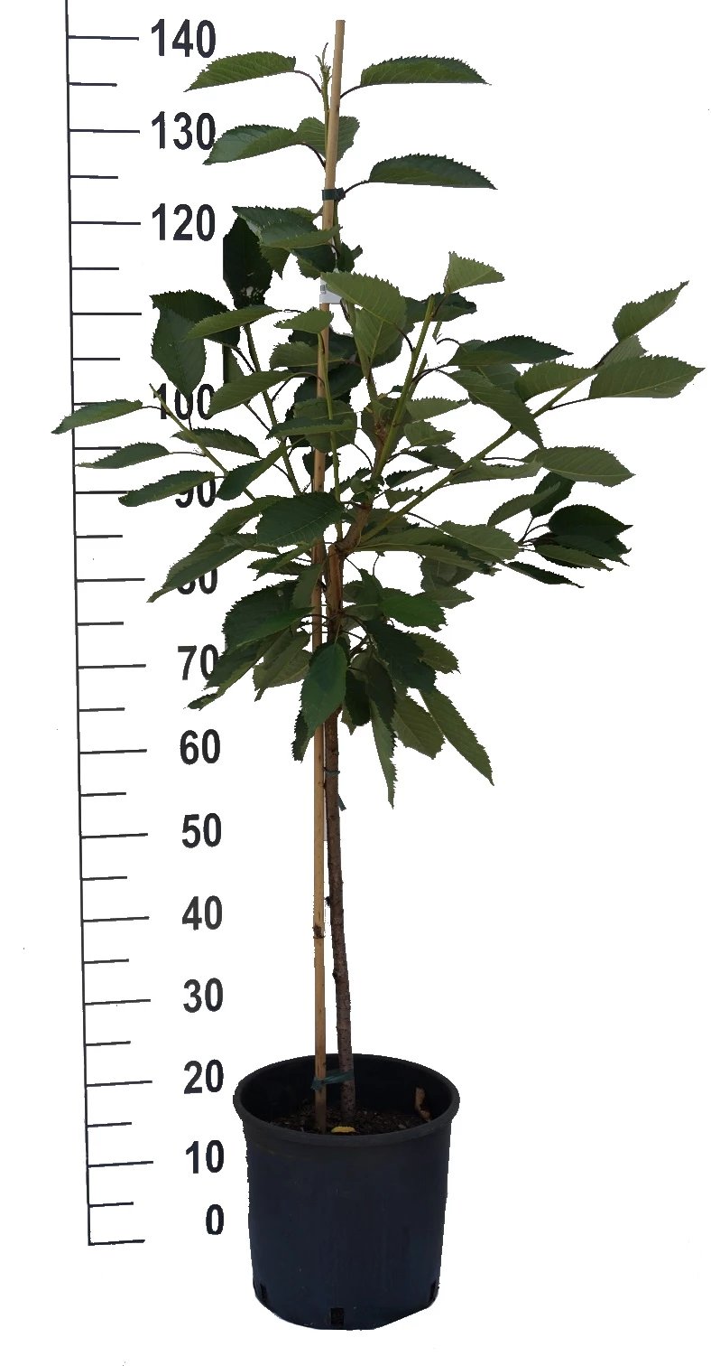 Oktavia Prunus Avium `Oktavia´ 5 Oktavia Prunus Avium `Oktavia´ – Bild 3