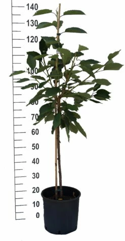 Schneiders Späte Knorpelkirsche Prunus Avium `Schneider´s Späte Knorpelkirsche´ -Pflanzenhof Verkaufsladen S sskirsche Beispiel BuschbaumSspZcIS08ZKVN