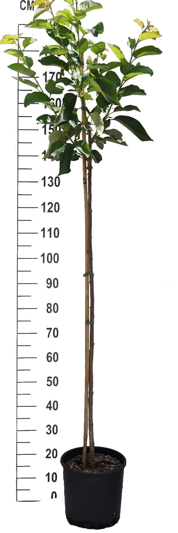Oktavia Prunus Avium `Oktavia´ 4 Oktavia Prunus Avium `Oktavia´ – Bild 2