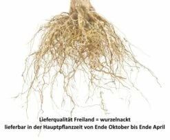 Oktavia Prunus Avium `Oktavia´ 9 Oktavia Prunus Avium `Oktavia´ -Pflanzenhof Verkaufsladen S sskirsche Beispiel wurzelnacktkggq10uGAz1EH