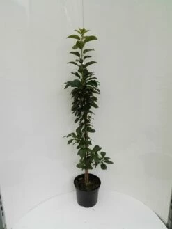 Säulensauerkirsche `Jachim´ Prunus Cerasus `Jachim´ -Pflanzenhof Verkaufsladen S ulensauerkirsche