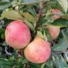 Zwergapfel Maloni® `Sally´® Malus Domestica `Sally´ -Pflanzenhof Verkaufsladen Sally Frucht