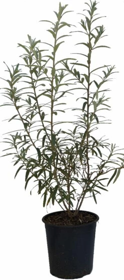 Sanddorn `Leikora´ Hippophae Rhamnoides `Leikora´ -Pflanzenhof Verkaufsladen Sanddorn Leikora