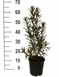 Neue Produkte -Pflanzenhof Verkaufsladen Sanddorn Titty