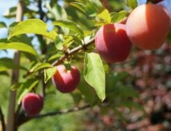 Santa Rosa Japanische Pflaume Prunus Salicina `Santa Rosa´ -Pflanzenhof Verkaufsladen Santa Rosa Frucht im Juli