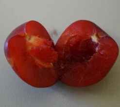 Santa Rosa Japanische Pflaume Prunus Salicina `Santa Rosa´ -Pflanzenhof Verkaufsladen Santa rosa fruchtfleisch