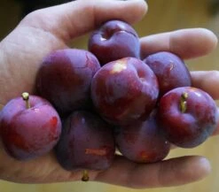 Santa Rosa Japanische Pflaume Prunus Salicina `Santa Rosa´ -Pflanzenhof Verkaufsladen Santa rosa45