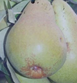 Säulenbirne `Saphira´ 150-175cm (zweijährig) Pyrus Communis `Saphira´