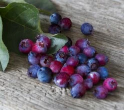 Saskatoon Berry Amelanchier Alnifolia `Saskatoon Berry´