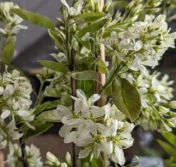 Saskatoon Berry Amelanchier Alnifolia `Saskatoon Berry´ -Pflanzenhof Verkaufsladen Saskatoon berry Bl te