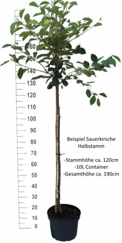 Safir ® Prunus Cerasus `Safir´ 10 Safir ® Prunus Cerasus `Safir´ -Pflanzenhof Verkaufsladen Sauerkirsche Beispiel HalbstammmIkIHKIhlHSVC