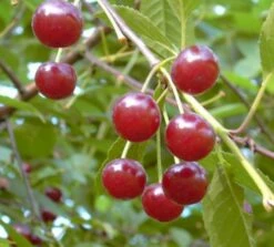 Werdersche Glaskirsche Prunus Cerasus `Werdersche Glaskirsche´