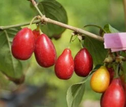 Pflanzenhof Verkaufsladen 51 Großfrüchtige Kornelkirsche `Schönbrunner Gourmet Dirndl´ Cornus Mas `Schönbrunner Gourmetdirndl´