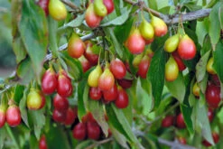 Pflanzenhof Verkaufsladen -Pflanzenhof Verkaufsladen Sch nbrunner Gourmet Dirndl