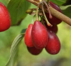 Großfrüchtige Kornelkirsche `Schönbrunner Gourmet Dirndl´ Cornus Mas `Schönbrunner Gourmetdirndl´ 11 Großfrüchtige Kornelkirsche `Schönbrunner Gourmet Dirndl´ Cornus Mas `Schönbrunner Gourmetdirndl´ -Pflanzenhof Verkaufsladen Sch nbrunner2