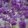 Schönfrucht, Liebesperlenstrauch Callicarpa Bodinieri `Profusion´ -Pflanzenhof Verkaufsladen Sch nfrucht Liebesperlenstrauch 22