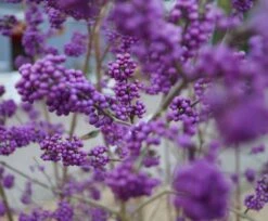 Schönfrucht, Liebesperlenstrauch Callicarpa Bodinieri `Profusion´