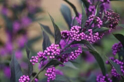 Schönfrucht `Pearl Glam´ Callicarpa -Pflanzenhof Verkaufsladen Sch nfrucht pearl glem1