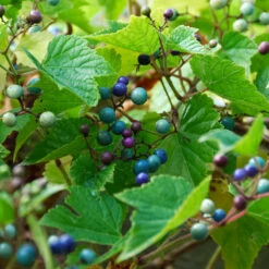 Porzellanbeere / Scheinrebe `Elegans´ Ampelopsis Brevipedunculata `Elegans´ 6 Porzellanbeere / Scheinrebe `Elegans´ Ampelopsis Brevipedunculata `Elegans´ -Pflanzenhof Verkaufsladen Scheinrebe