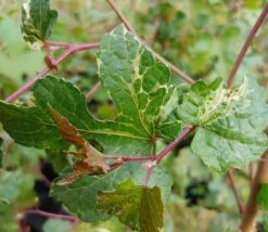 Porzellanbeere / Scheinrebe `Elegans´ Ampelopsis Brevipedunculata `Elegans´ 7 Porzellanbeere / Scheinrebe `Elegans´ Ampelopsis Brevipedunculata `Elegans´ -Pflanzenhof Verkaufsladen Scheinrebe Amelopsis