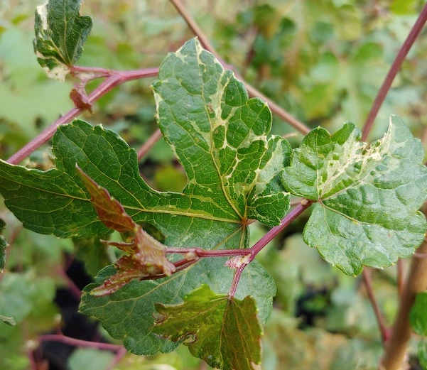 Porzellanbeere / Scheinrebe `Elegans´ Ampelopsis Brevipedunculata `Elegans´ 4 Porzellanbeere / Scheinrebe `Elegans´ Ampelopsis Brevipedunculata `Elegans´ – Bild 3