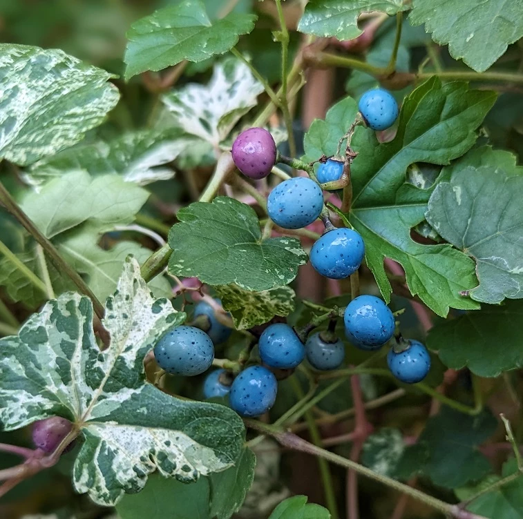 Porzellanbeere / Scheinrebe `Elegans´ Ampelopsis Brevipedunculata `Elegans´ 2 Porzellanbeere / Scheinrebe `Elegans´ Ampelopsis Brevipedunculata `Elegans´