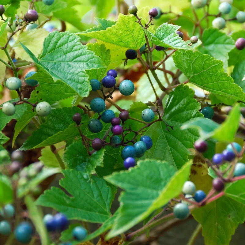 Porzellanbeere / Scheinrebe `Elegans´ Ampelopsis Brevipedunculata `Elegans´ 3 Porzellanbeere / Scheinrebe `Elegans´ Ampelopsis Brevipedunculata `Elegans´ – Bild 2