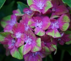 Bauern-Hortensie `Schloss Wackerbarth´ Hydrangea Macrophylla `Schloss Wackerbarth´