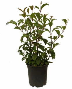 Duftender Winterschneeball `Dawn´ Viburnum Bodnantense `Dawn´ 13 Duftender Winterschneeball `Dawn´ Viburnum Bodnantense `Dawn´ -Pflanzenhof Verkaufsladen Schneeball Dawn weiss