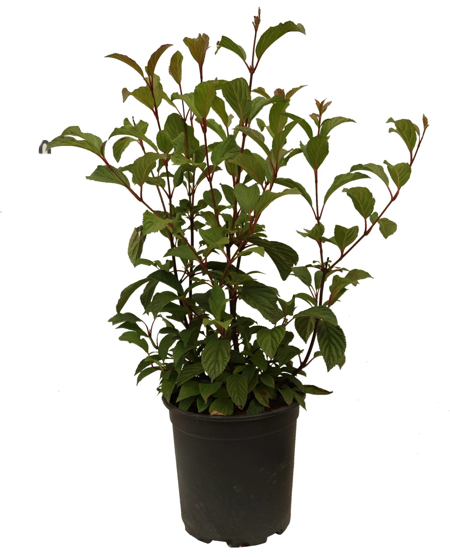 Duftender Winterschneeball `Dawn´ Viburnum Bodnantense `Dawn´ 8 Duftender Winterschneeball `Dawn´ Viburnum Bodnantense `Dawn´ – Bild 6