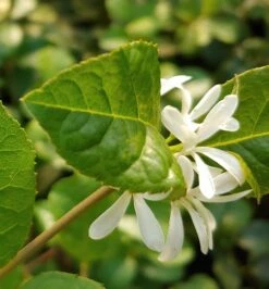 Schneeflockenstrauch Chionanthus Retusus -Pflanzenhof Verkaufsladen Schneeflockenstrauch1