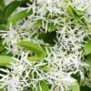 Schneeflockenstrauch Chionanthus Retusus -Pflanzenhof Verkaufsladen SchneeflockenstrauchU0XfCnfeeoPh6