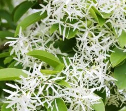 Schneeflockenstrauch Chionanthus Retusus