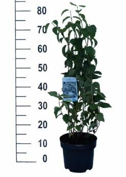 Bauern-Jasmin `Schneesturm´ Philadelphus Coronarius `Schneesturm´ -Pflanzenhof Verkaufsladen Schneesturm