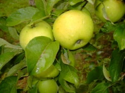 Gelber Edelapfel Malus Domestica