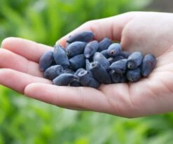 Maibeere / Honigbeere `Altaj´ Lonicera Kamtschatica `Altaj´