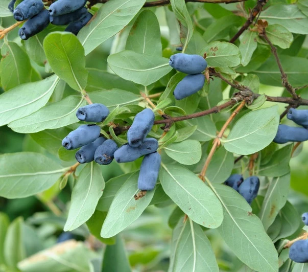 Sibirische Blaubeere / Maibeere Lonicera Kamtschatica 3 Sibirische Blaubeere / Maibeere Lonicera Kamtschatica